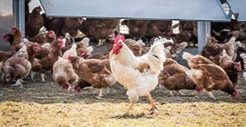 Poultry Manure Treatment